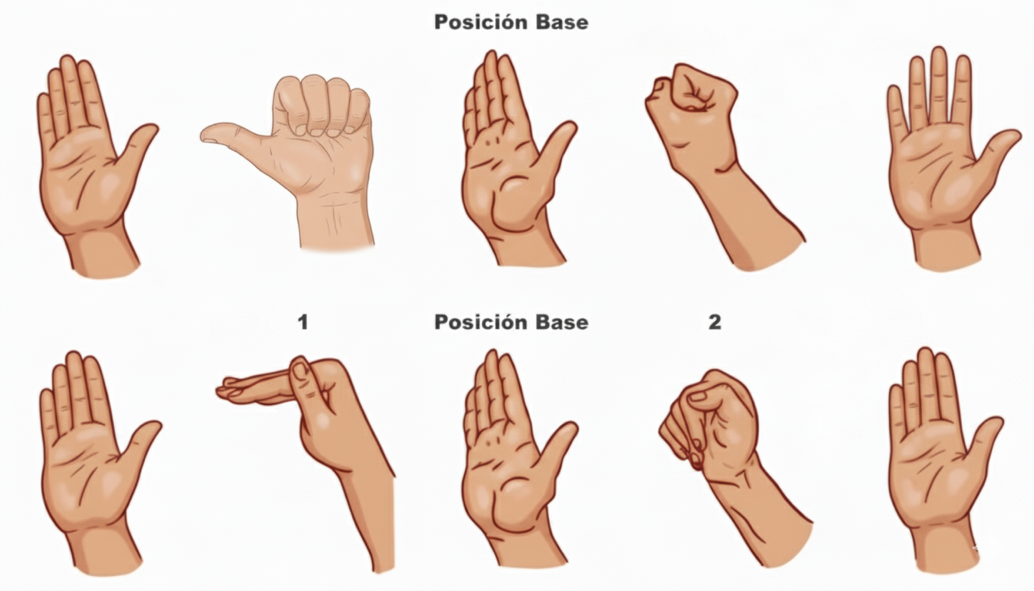 Secuencia de cinco posiciones de la mano para el ejercicio de deslizamiento tendinoso: posición base, gancho, puño, paleta y posición base de vuelta